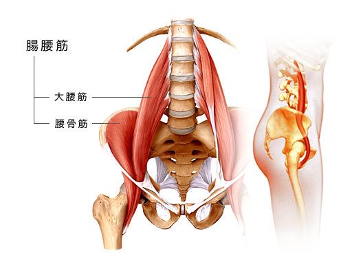 腸腰筋の画像