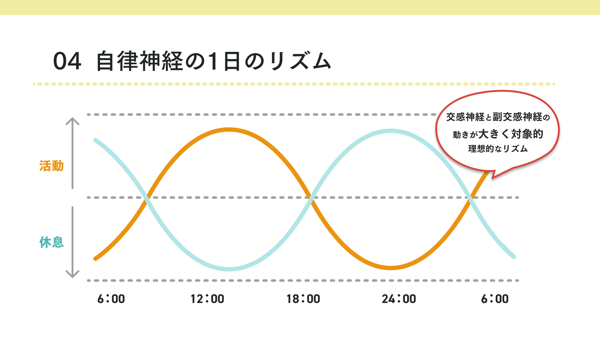 自律神経の1日のリズム