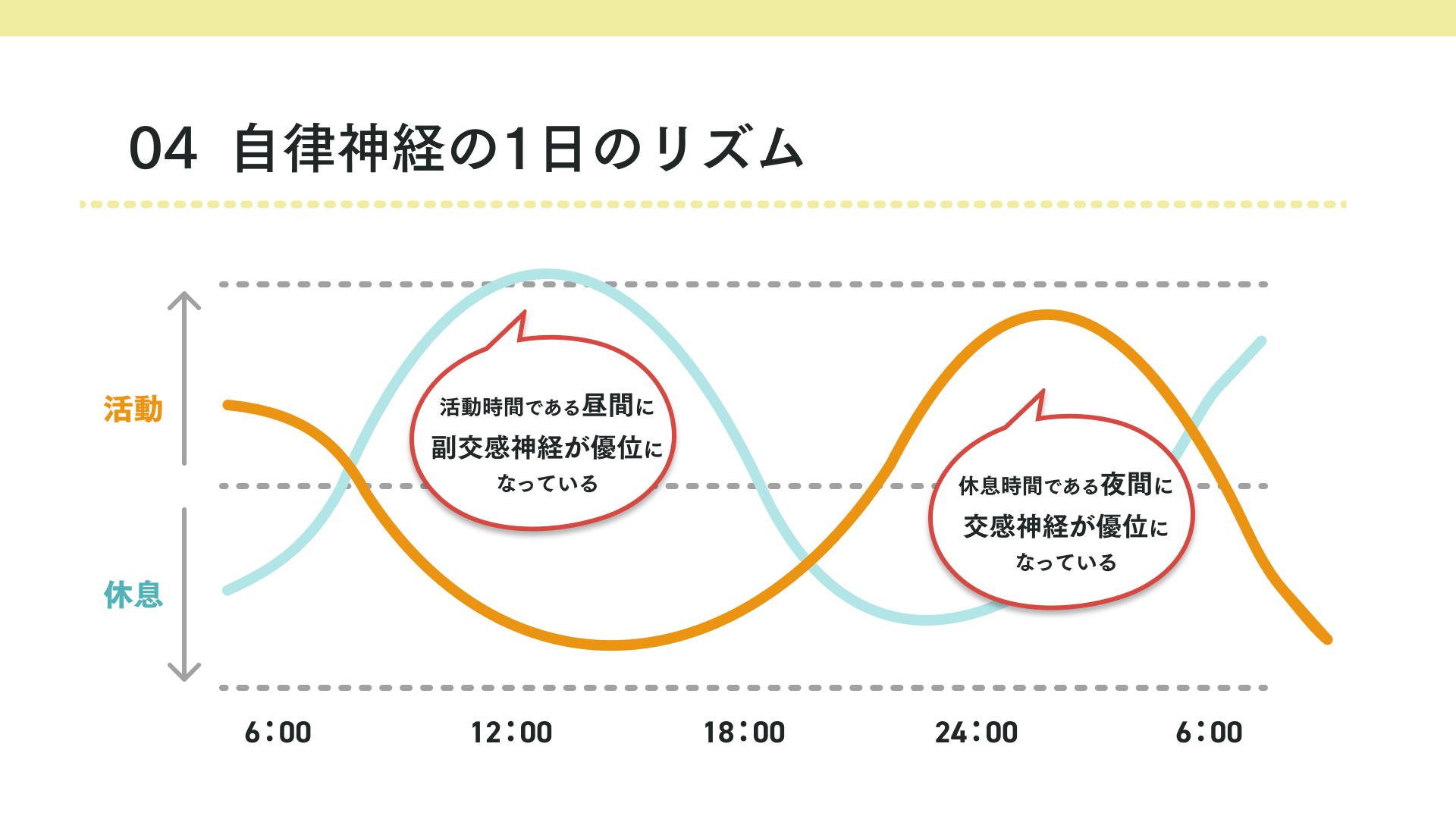 自律神経の1日のリズム