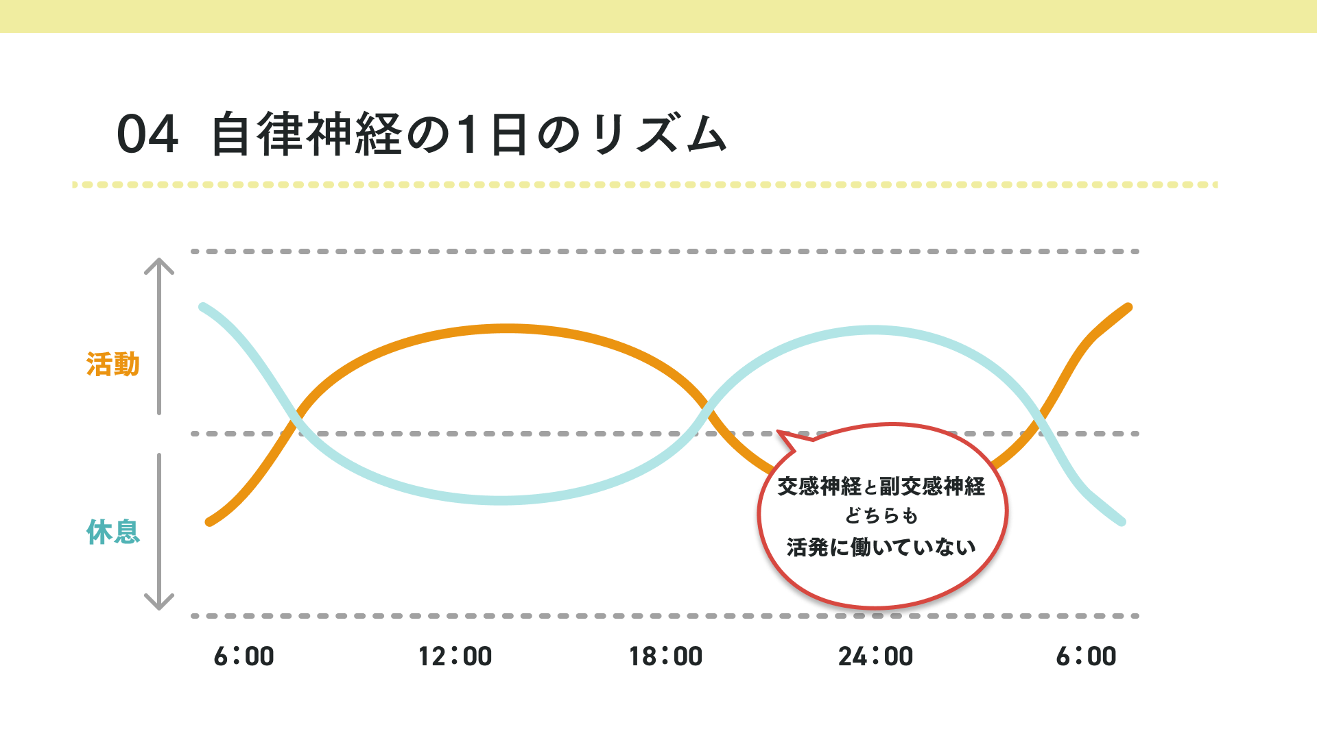 自律神経の1日のリズム