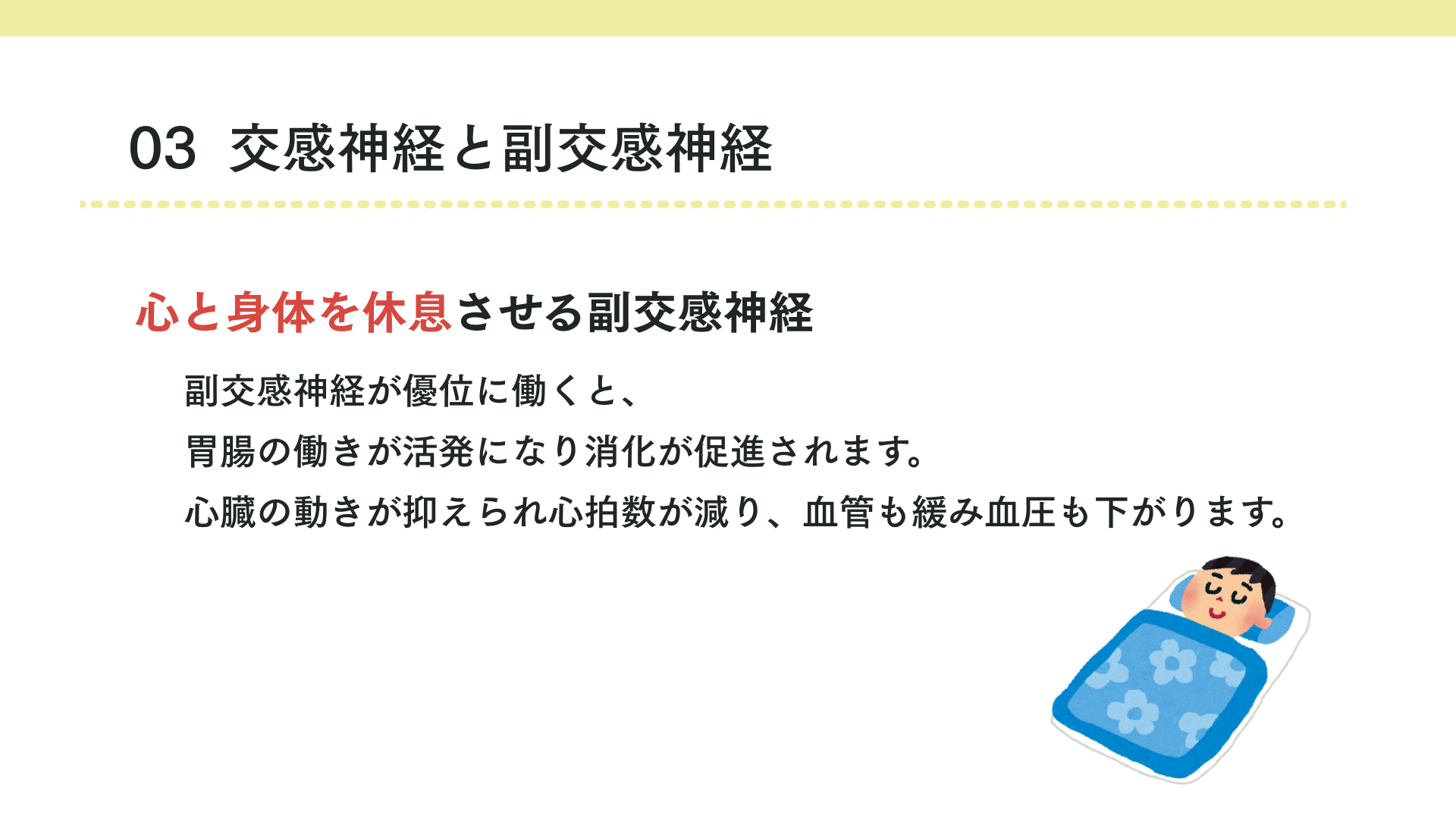 交感神経と副交感神経