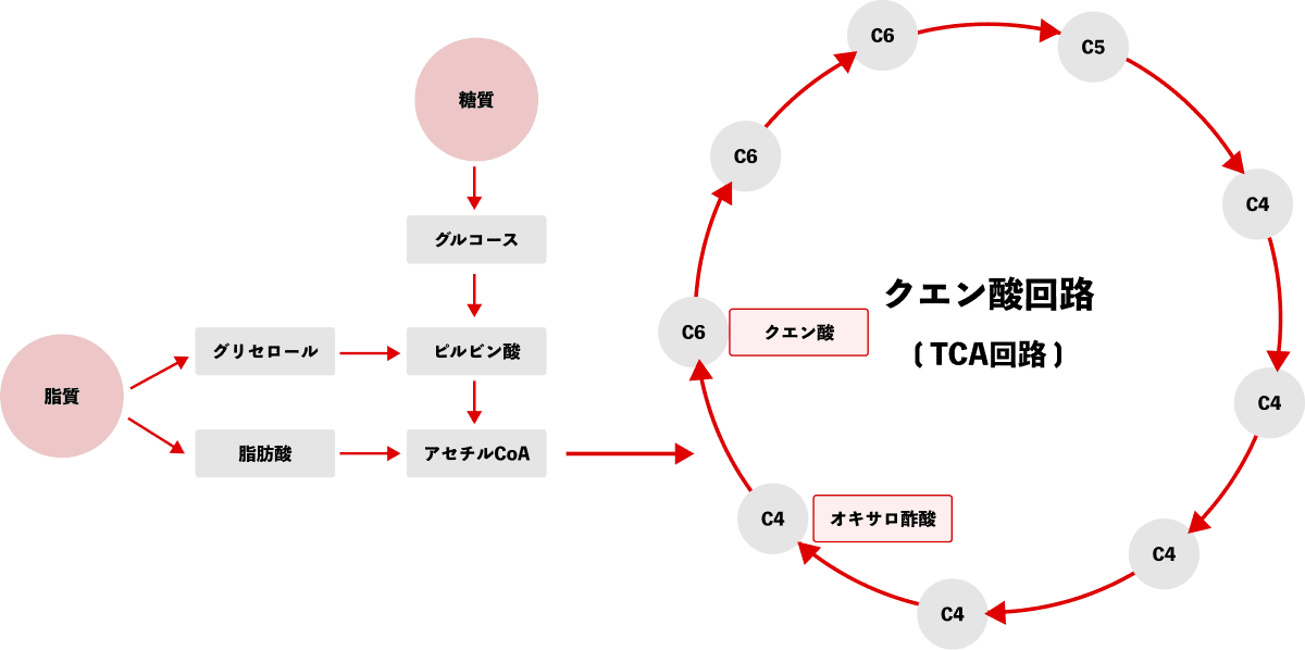 クエン酸回路（TCA回路）